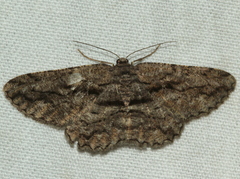 Scioglyptis canescaria