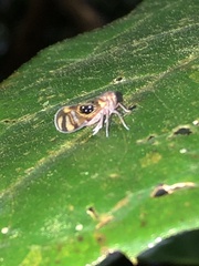 Pintalia constellaris