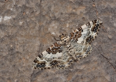 Catarhoe permixtaria