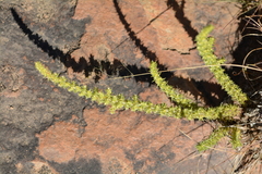Crassula lanceolata