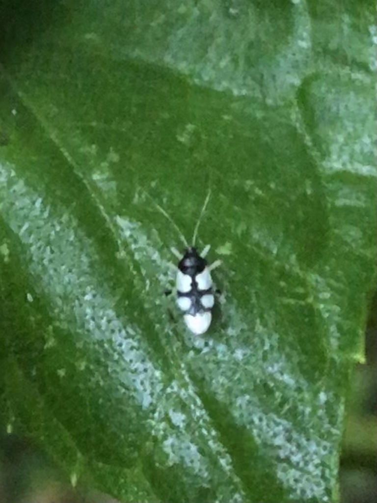 Eccritotarsus brevicuneatus