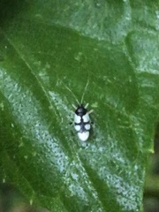 Eccritotarsus brevicuneatus