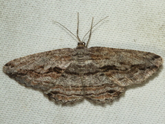 Scioglyptis chionomera