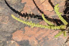 Crassula lanceolata
