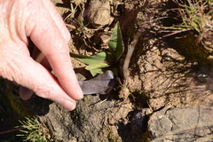 Ledebouria revoluta