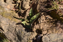 Ledebouria revoluta