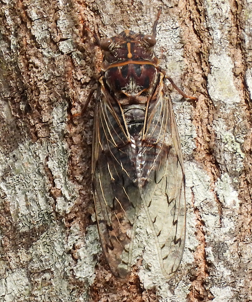 Razor Grinder from Enoggera Reservoir QLD 4520, Australia on January 17 ...