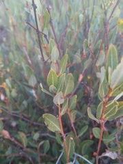 Ancylobothrys capensis