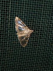 Glyphodes sibillalis