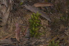 Melichrus procumbens