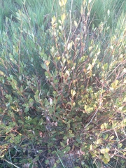 Ancylobothrys capensis