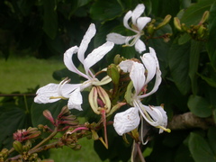 Bauhinia petersiana