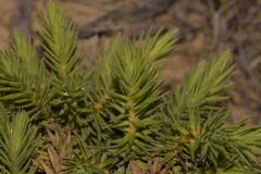Melichrus procumbens