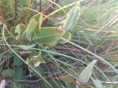 Ancylobothrys capensis