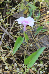 Ipomoea aquatica