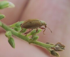 Oreocalus