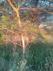 Vachellia sieberiana