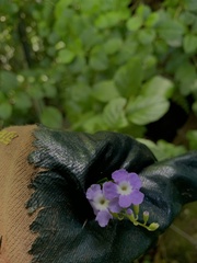 Duranta erecta