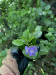 Duranta erecta