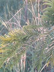 Vachellia sieberiana