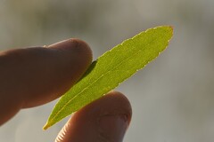 Eucalyptus acaciiformis