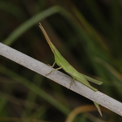 Acrida conica
