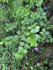 Duranta erecta