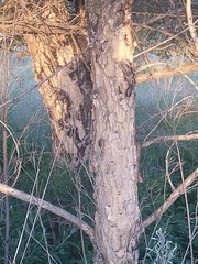 Vachellia sieberiana