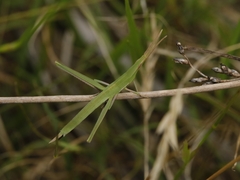 Acrida conica
