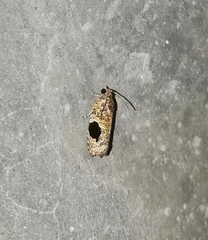 Ophiorrhabda mormopa