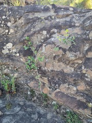 Afrocanthium gilfillanii