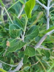 Afrocanthium gilfillanii