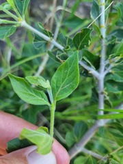 Afrocanthium gilfillanii