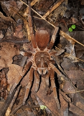 Sericopelma