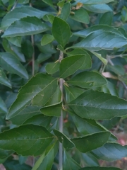 Duranta erecta