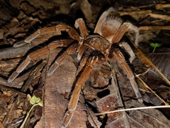 Sericopelma