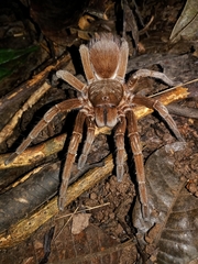 Sericopelma