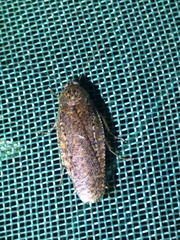 Epilampra