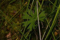 Geranium neglectum