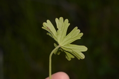 Geranium neglectum