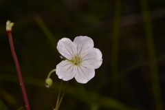 Geranium neglectum