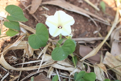 Ipomoea obscura