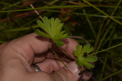 Geranium neglectum