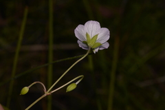 Geranium neglectum