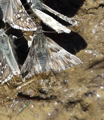 Muschampia floccifera