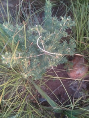 Asparagus suaveolens