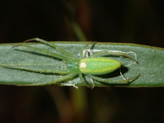 Araneus talipedatus