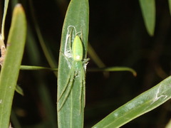 Araneus talipedatus