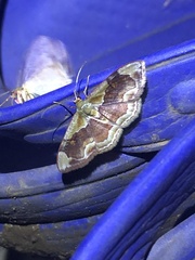 Leptostales angulata