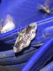 Leptostales angulata